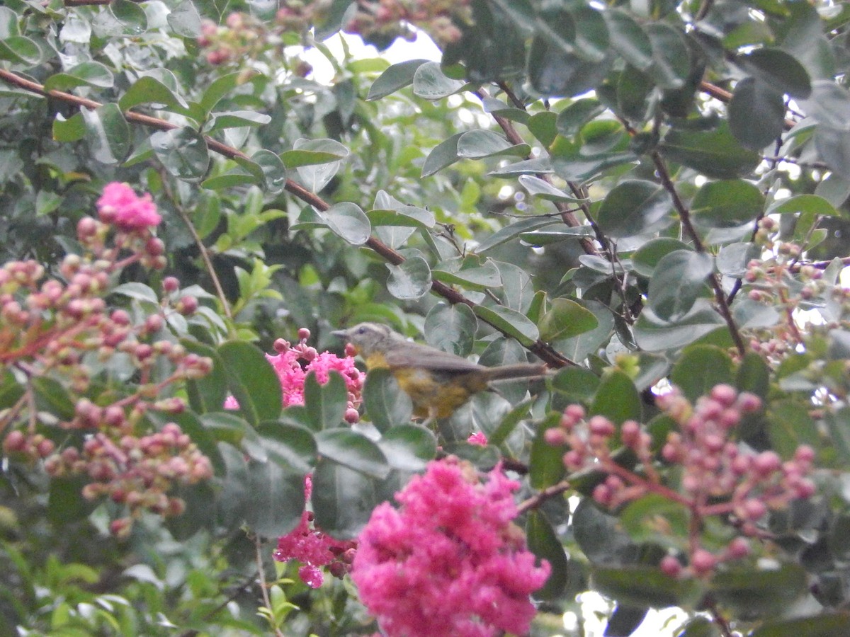 Golden-crowned Warbler - ML647513865