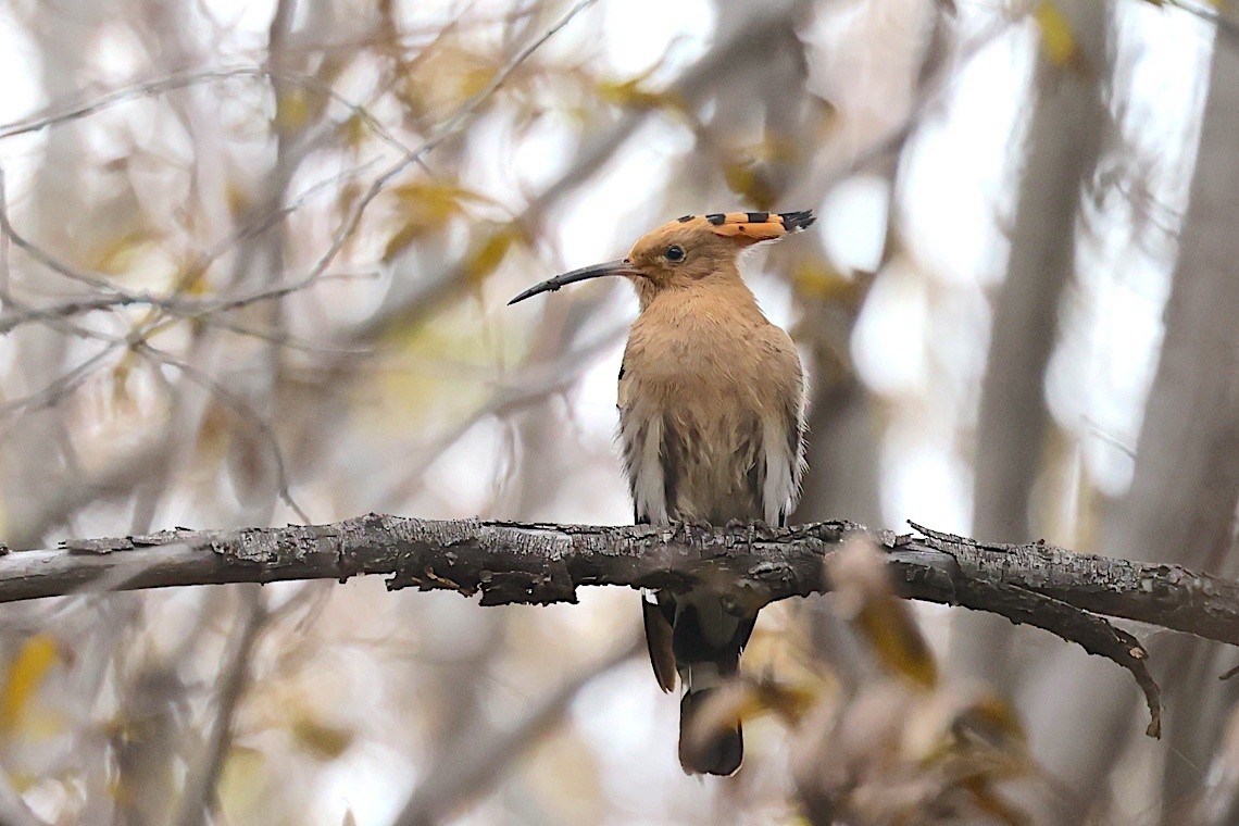 Argi-oilar arrunta - ML647513869