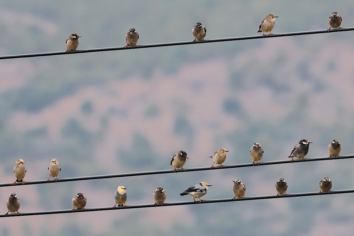 White-cheeked Starling - ML647513871