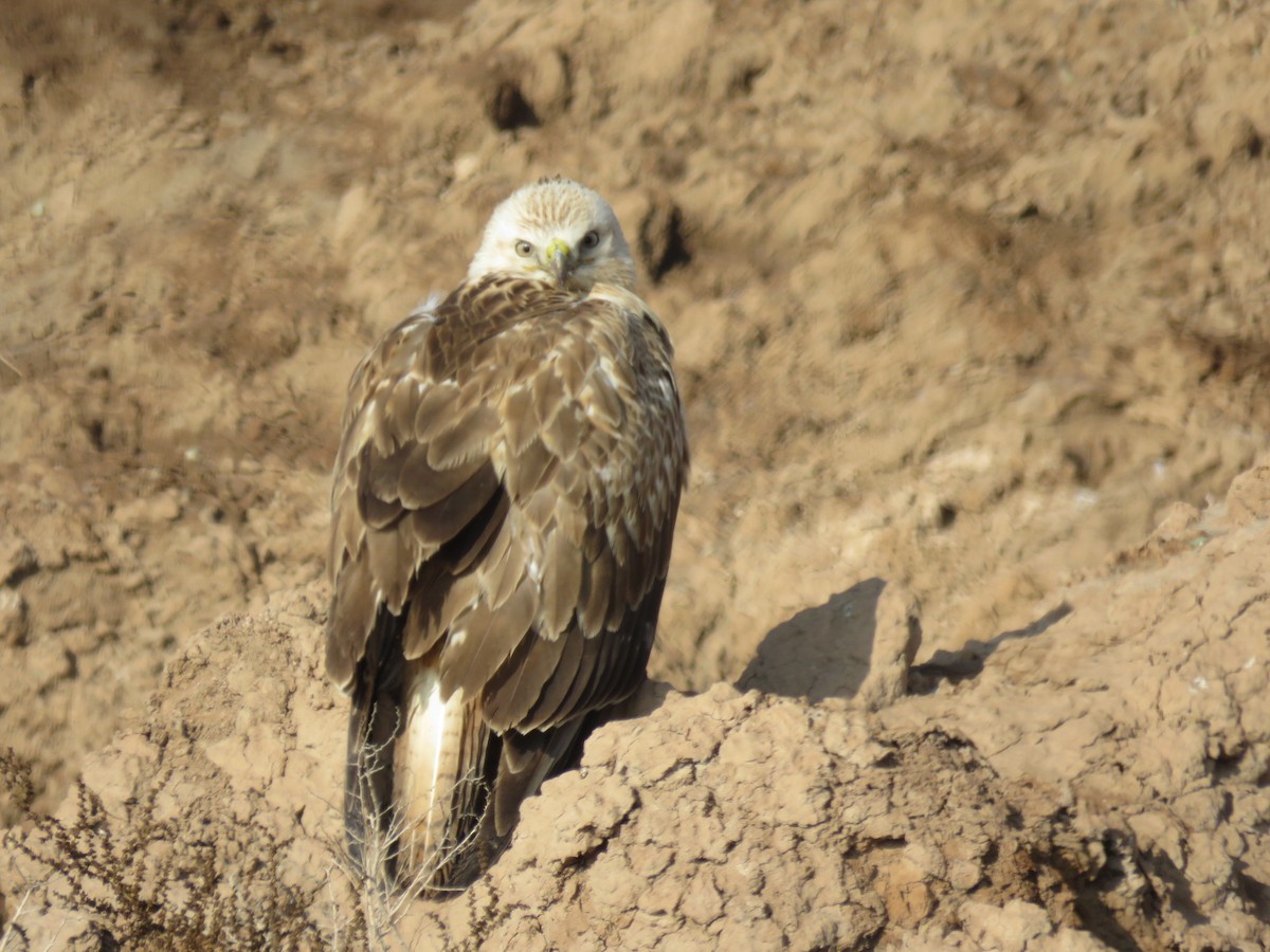 ørnvåk - ML647513893