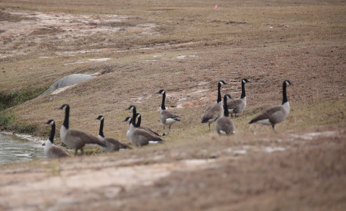 Канадская казарка - ML647513921