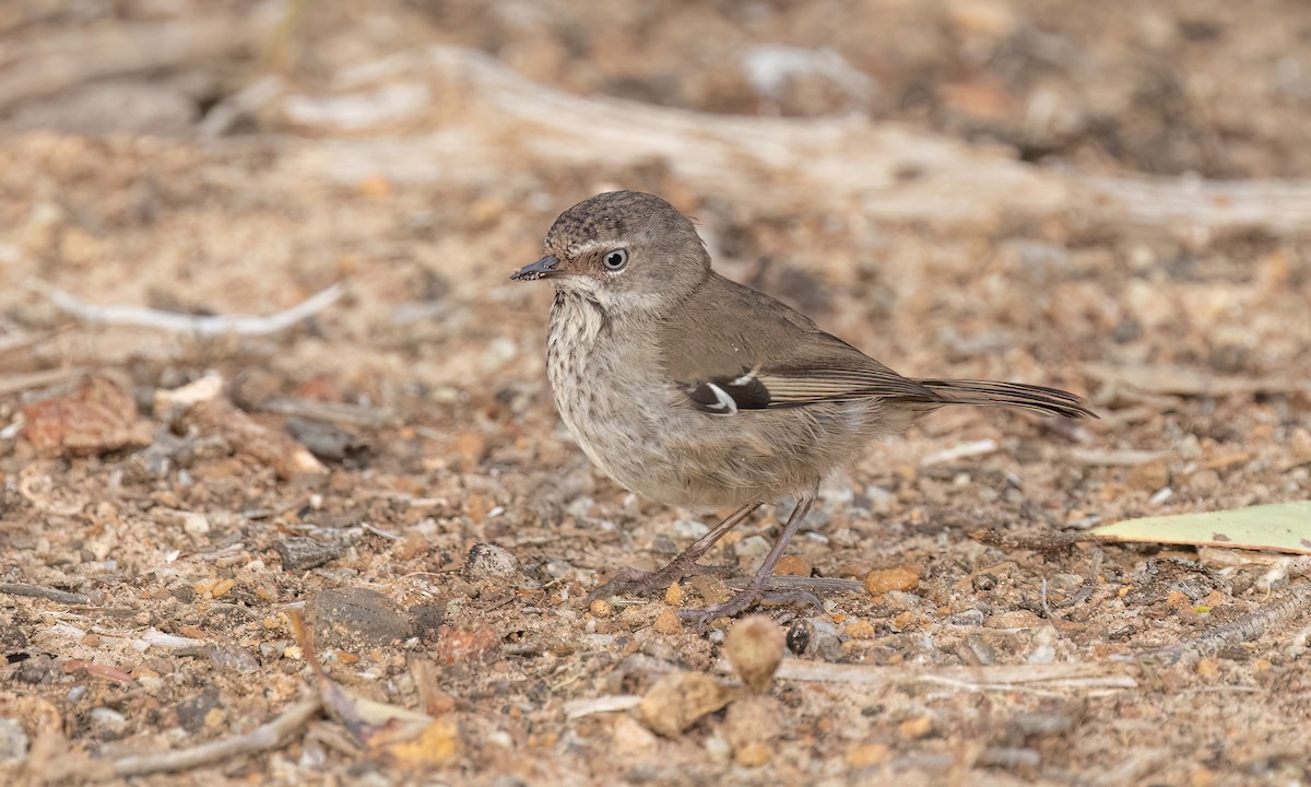 Кущовик плямистоволий - ML647513924