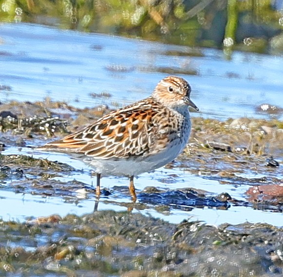 Побережник довгопалий - ML647513928