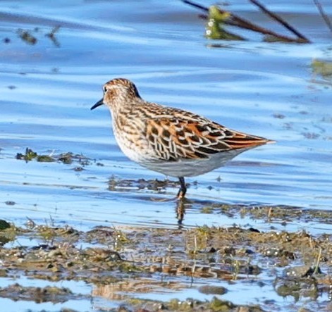 Побережник довгопалий - ML647513930