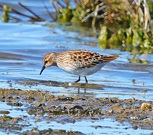 Побережник довгопалий - ML647513931