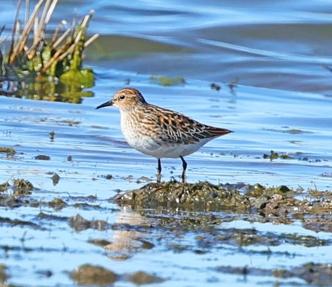 Побережник довгопалий - ML647513933