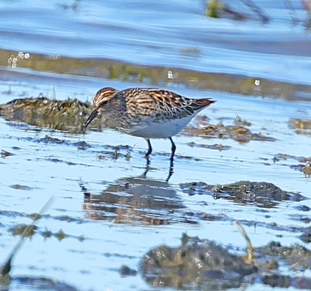 Побережник довгопалий - ML647513937