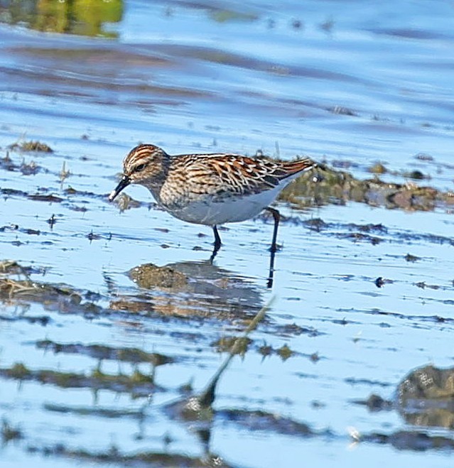 Побережник довгопалий - ML647513938