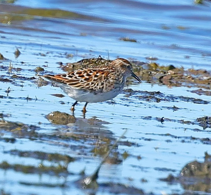 Побережник довгопалий - ML647513939