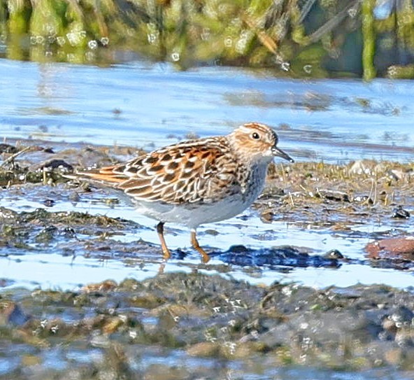 Побережник довгопалий - ML647513940
