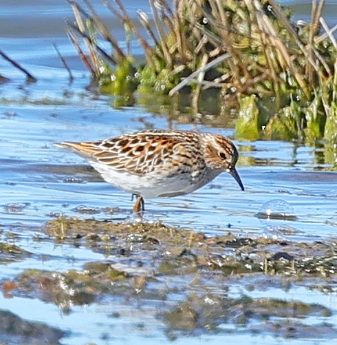 Побережник довгопалий - ML647513943