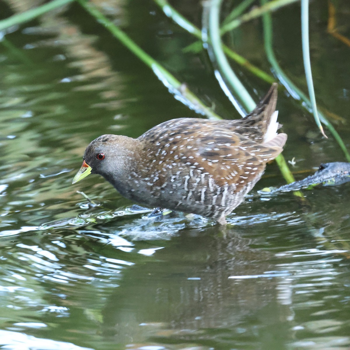 Погонич бурий - ML647513945