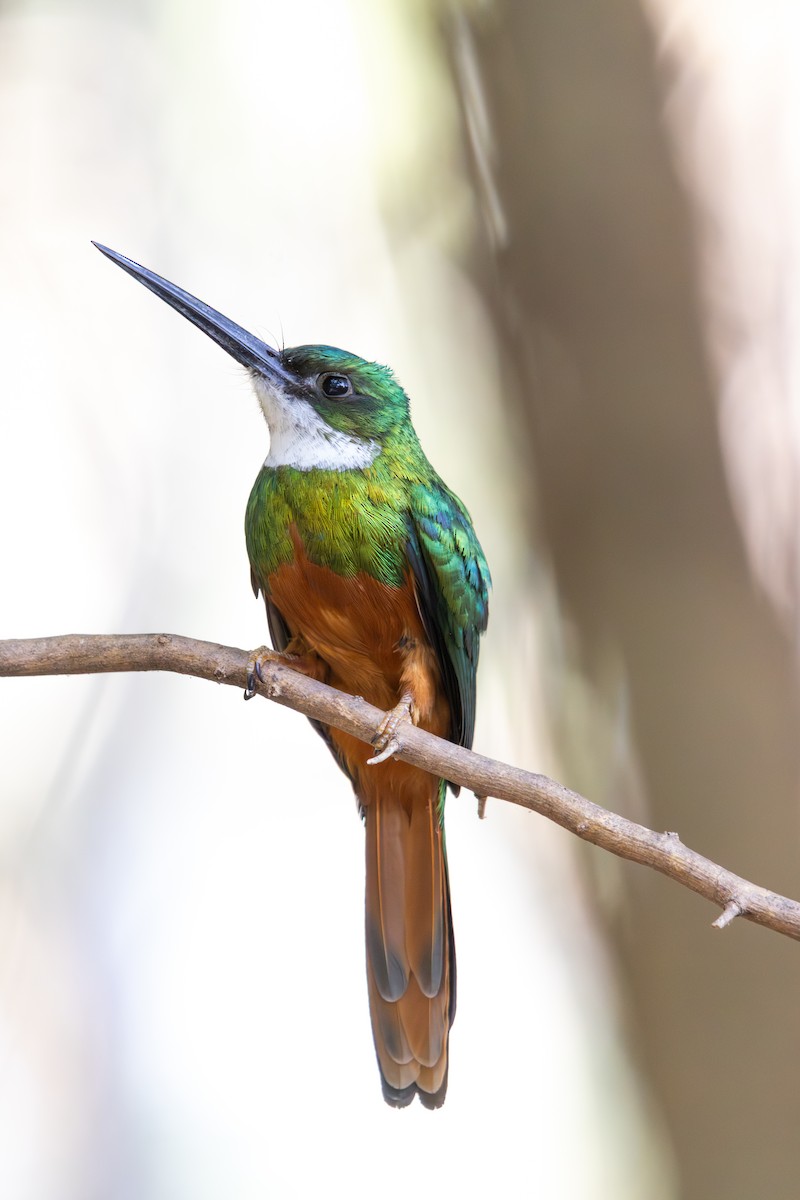 Якамара рудохвоста - ML647513946