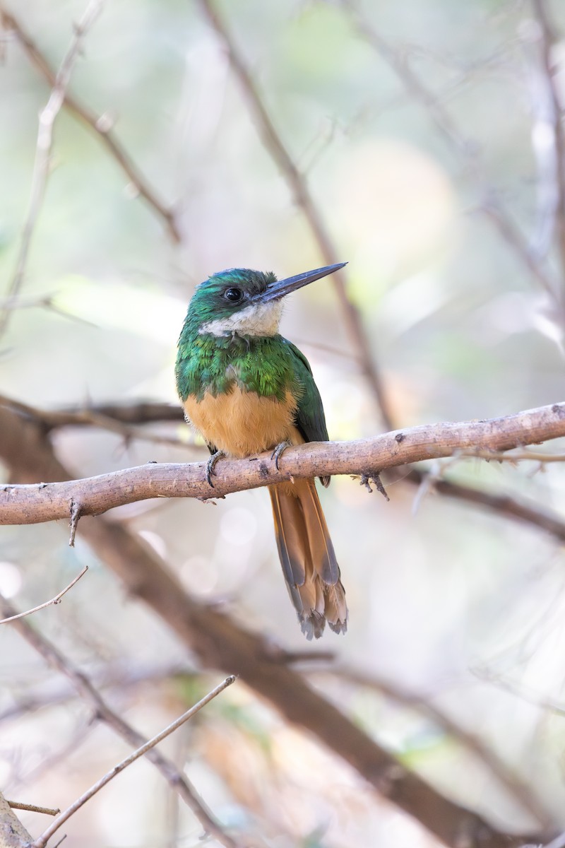 Якамара рудохвоста - ML647513947