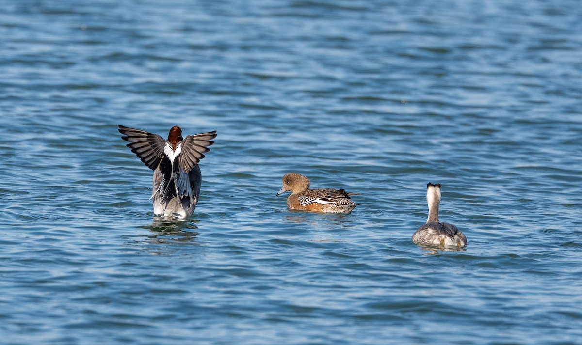 Свищ євразійський - ML647513948