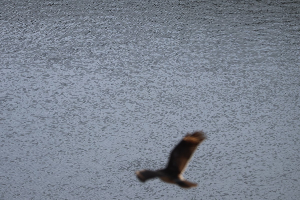 Сова болотяна - ML647513951