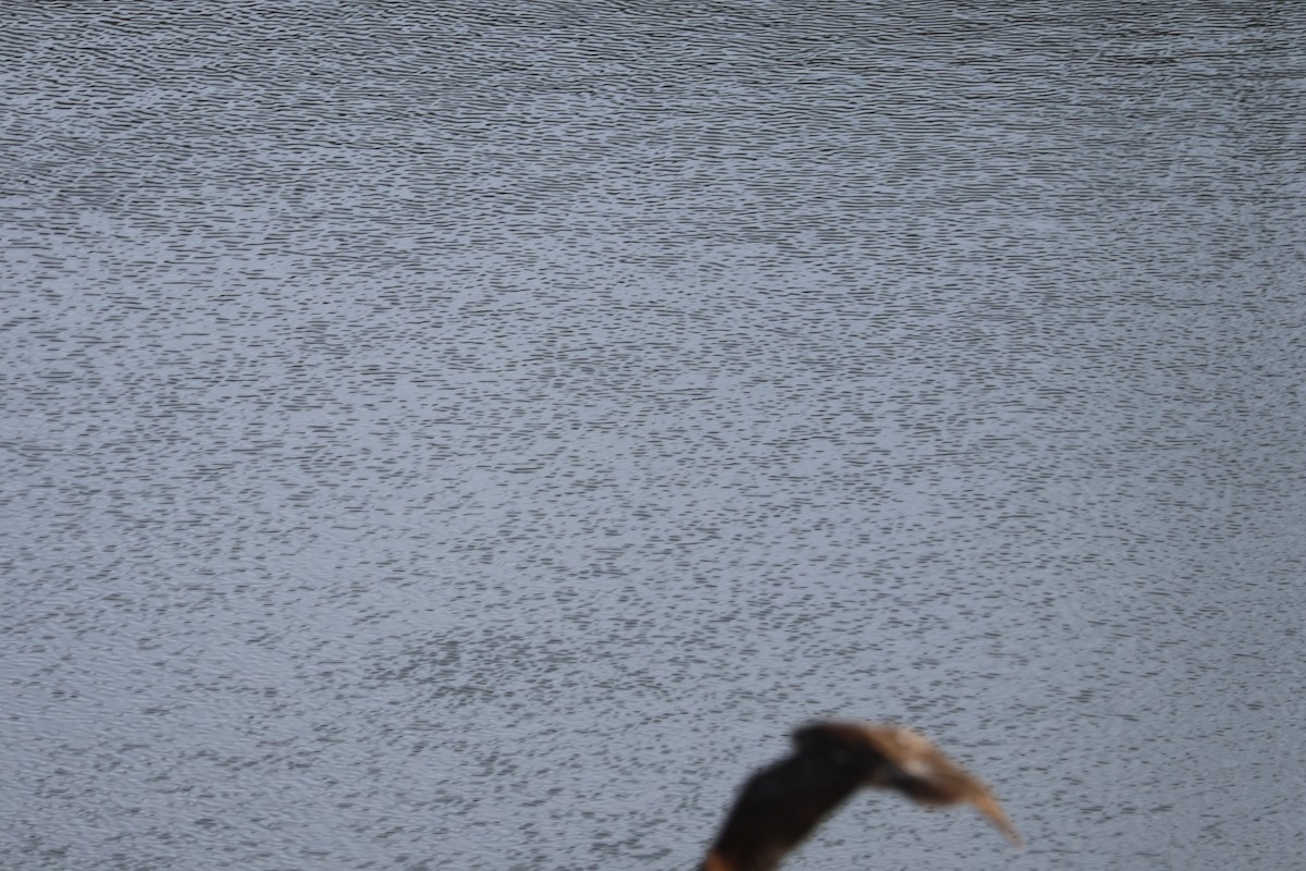 Сова болотяна - ML647513952