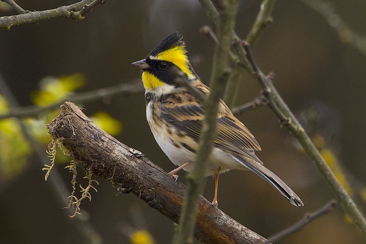 Вівсянка жовтогорла - ML647513953