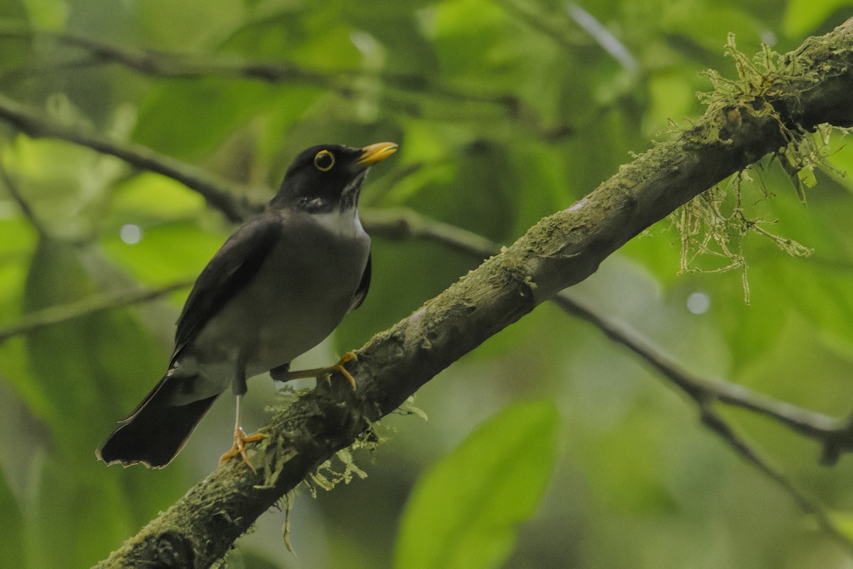White-throated Thrush - ML647513954