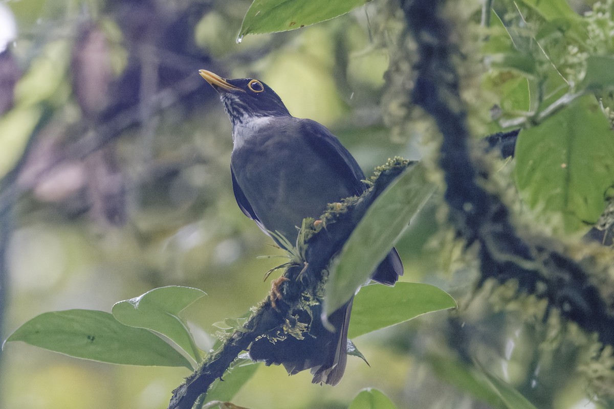 White-throated Thrush - ML647513955