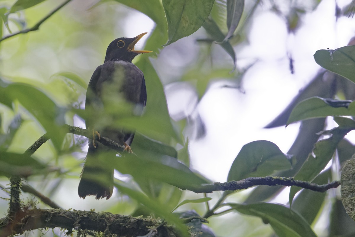 White-throated Thrush - ML647513956