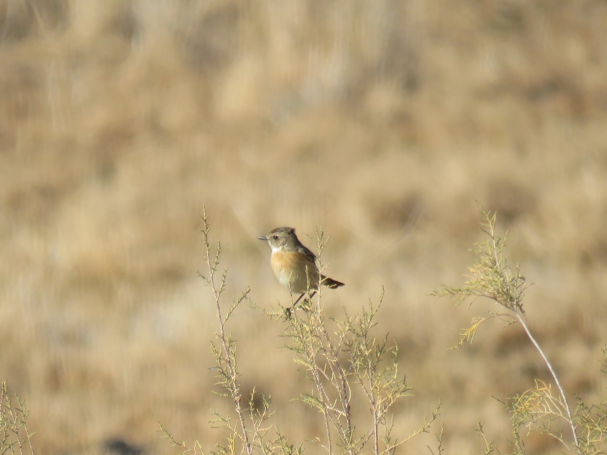 Трав'янка чорноголова - ML647513959