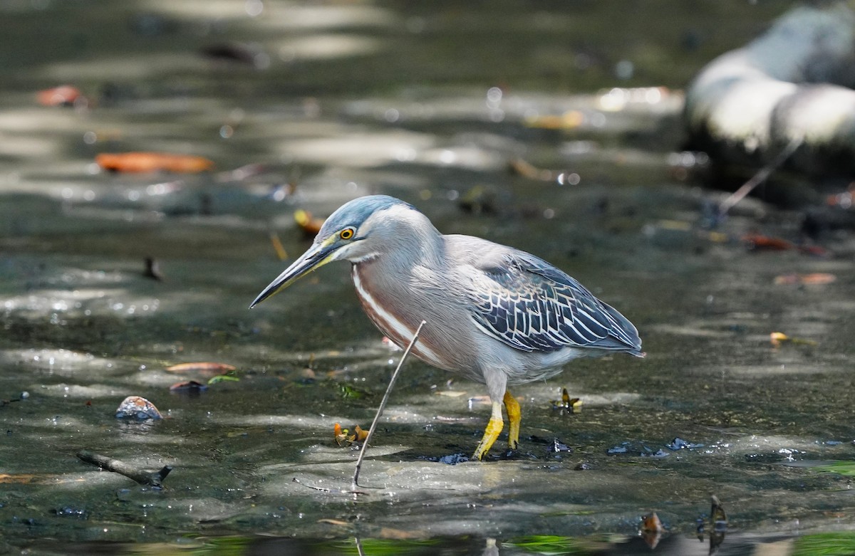 Чапля смугаста - ML647513961