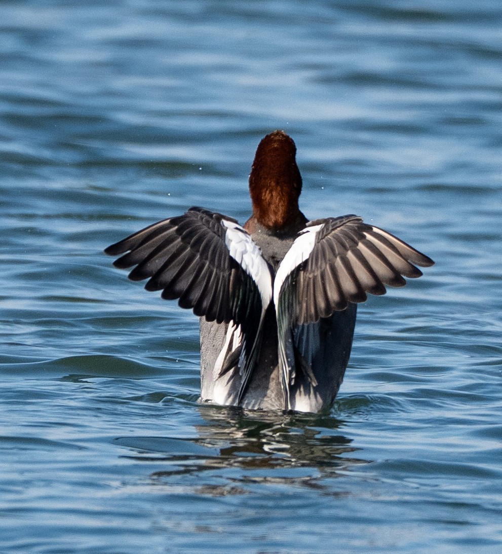 Свищ євразійський - ML647513962