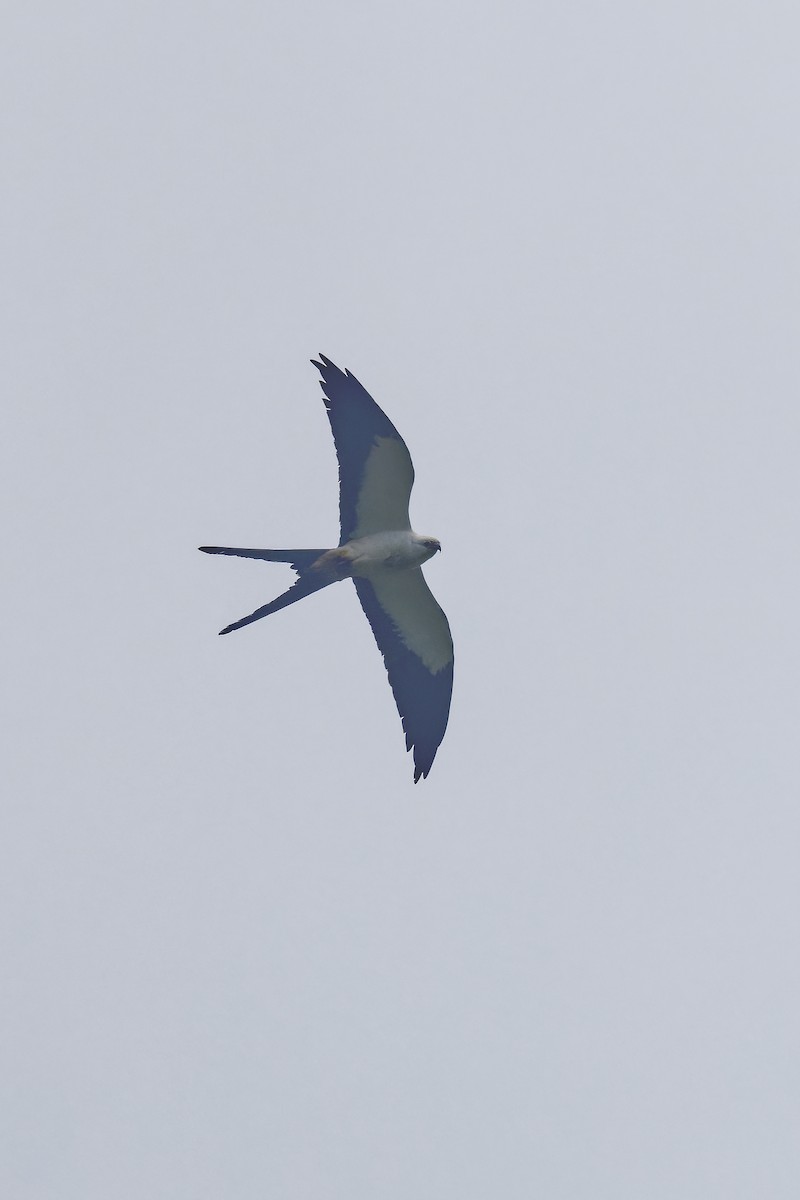 Swallow-tailed Kite - ML647513963