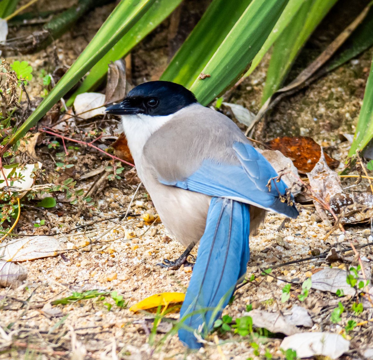 Сорока іберійська - ML647513965