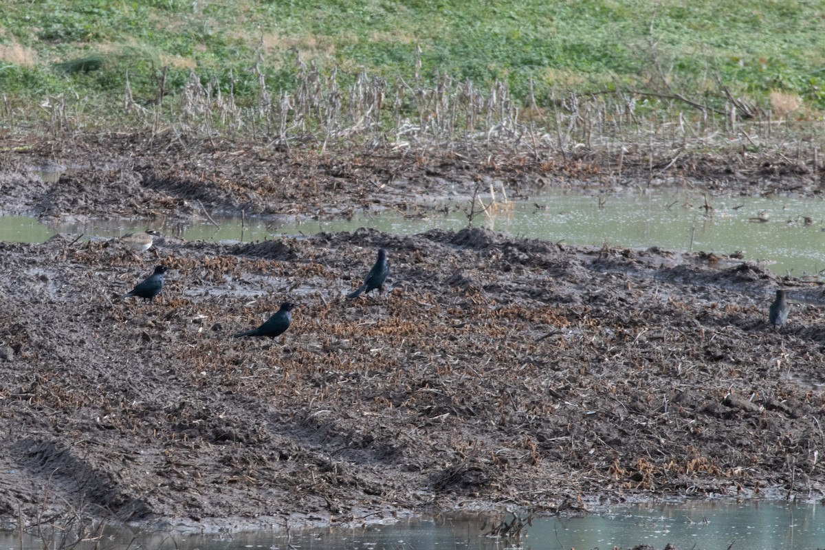 Трупіалець пурпуровий - ML647513966
