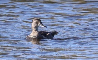 Чернь канадська - ML647513968