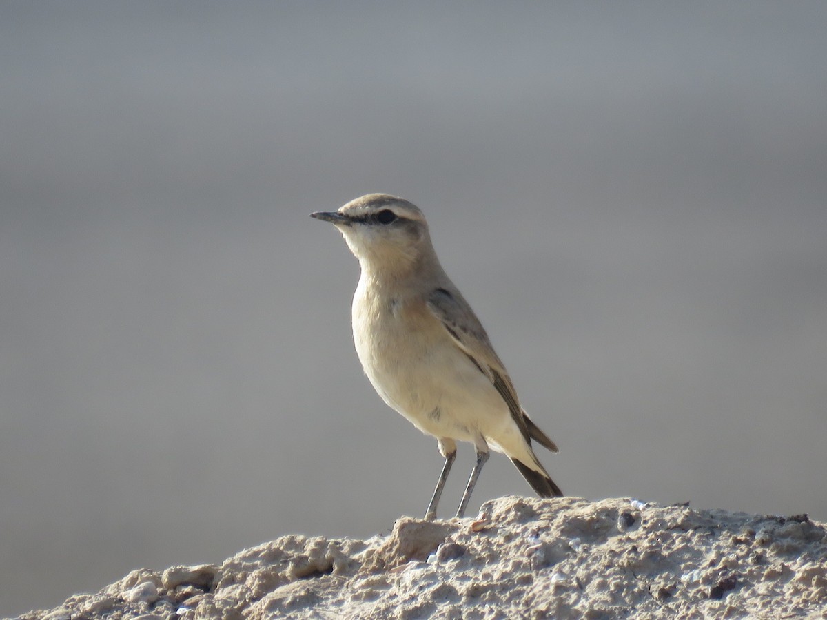 Кам'янка попеляста - ML647513969