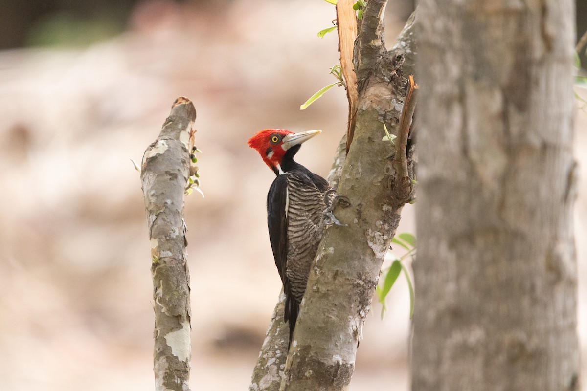 Crimson-crested Woodpecker - ML647513970