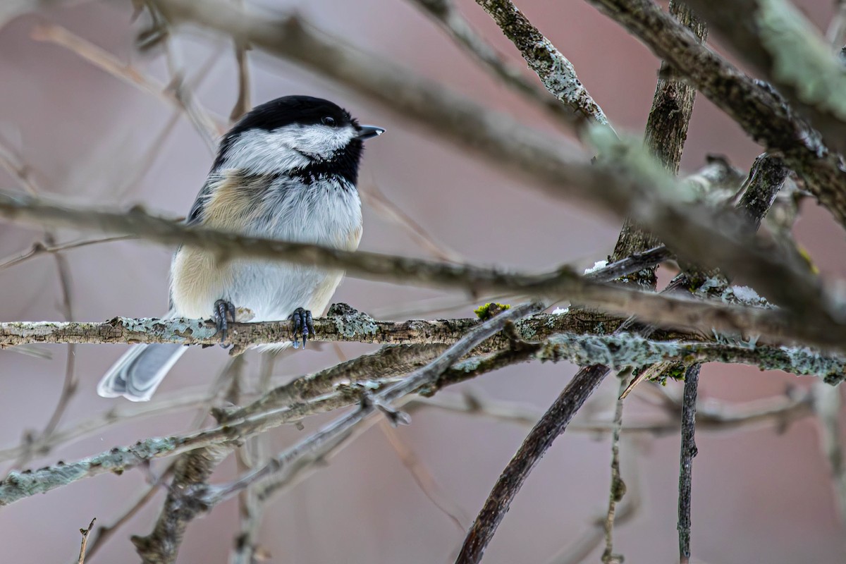 Black-capped Chickadee - ML647513974