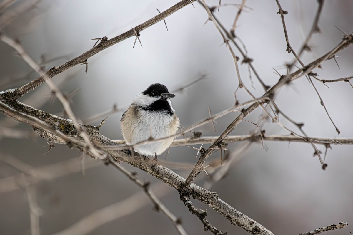 Black-capped Chickadee - ML647513975