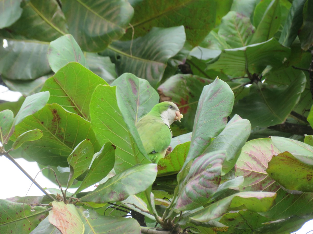 Mönchssittich - ML647514004