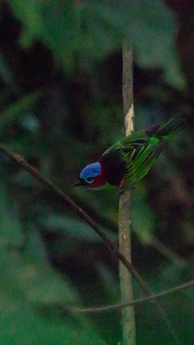 Tangara Militar - ML647514005