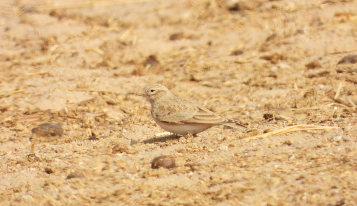 Turkestan Short-toed Lark - ML647514020