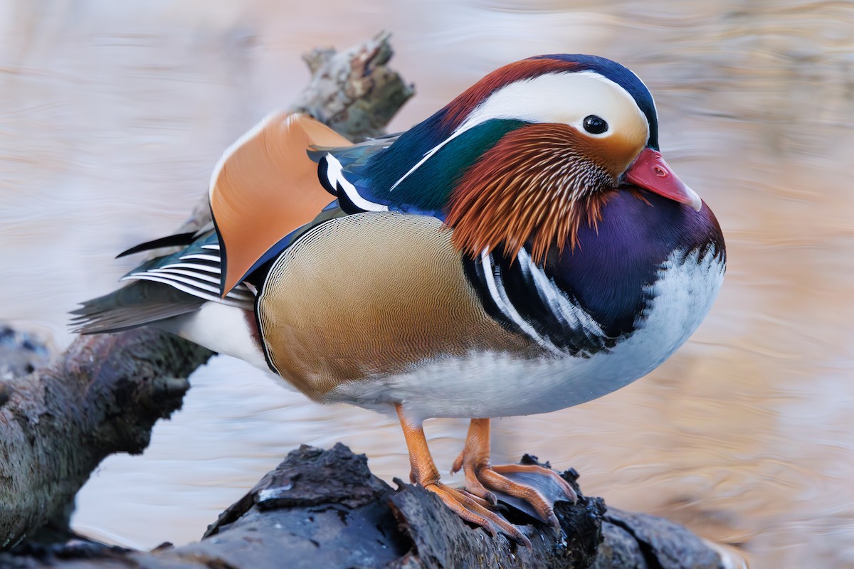 Mandarin Duck - ML647514043