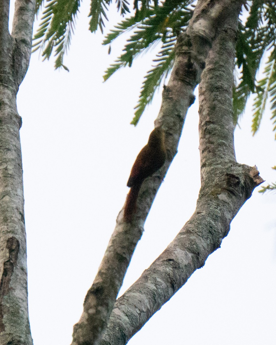 Olivaceous Woodcreeper - ML647514044