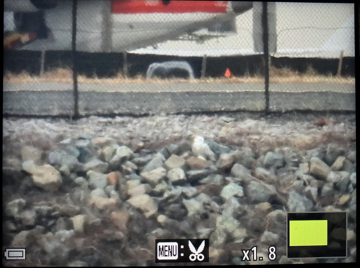 Snowy Owl - ML647514046