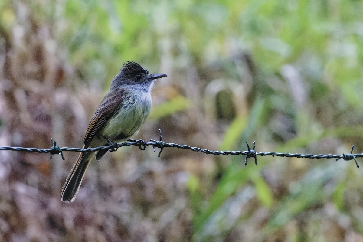 Boz Başlı Sinekkapan - ML647514055