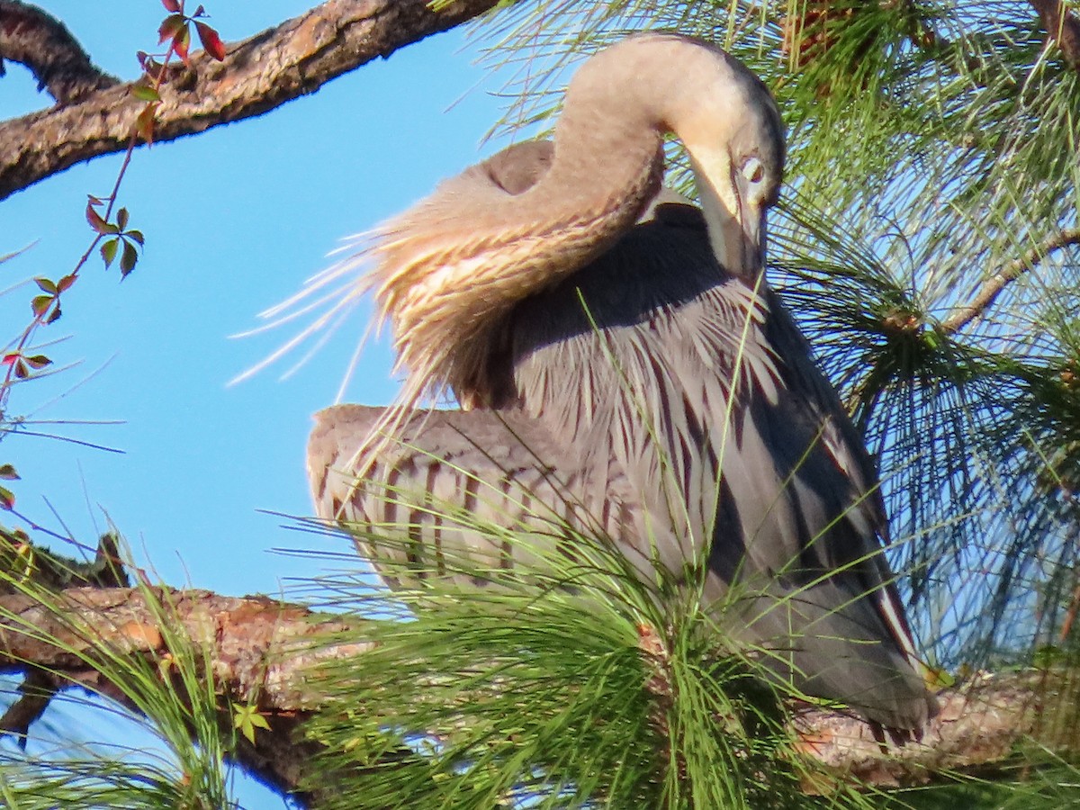 Great Blue Heron - ML647514089