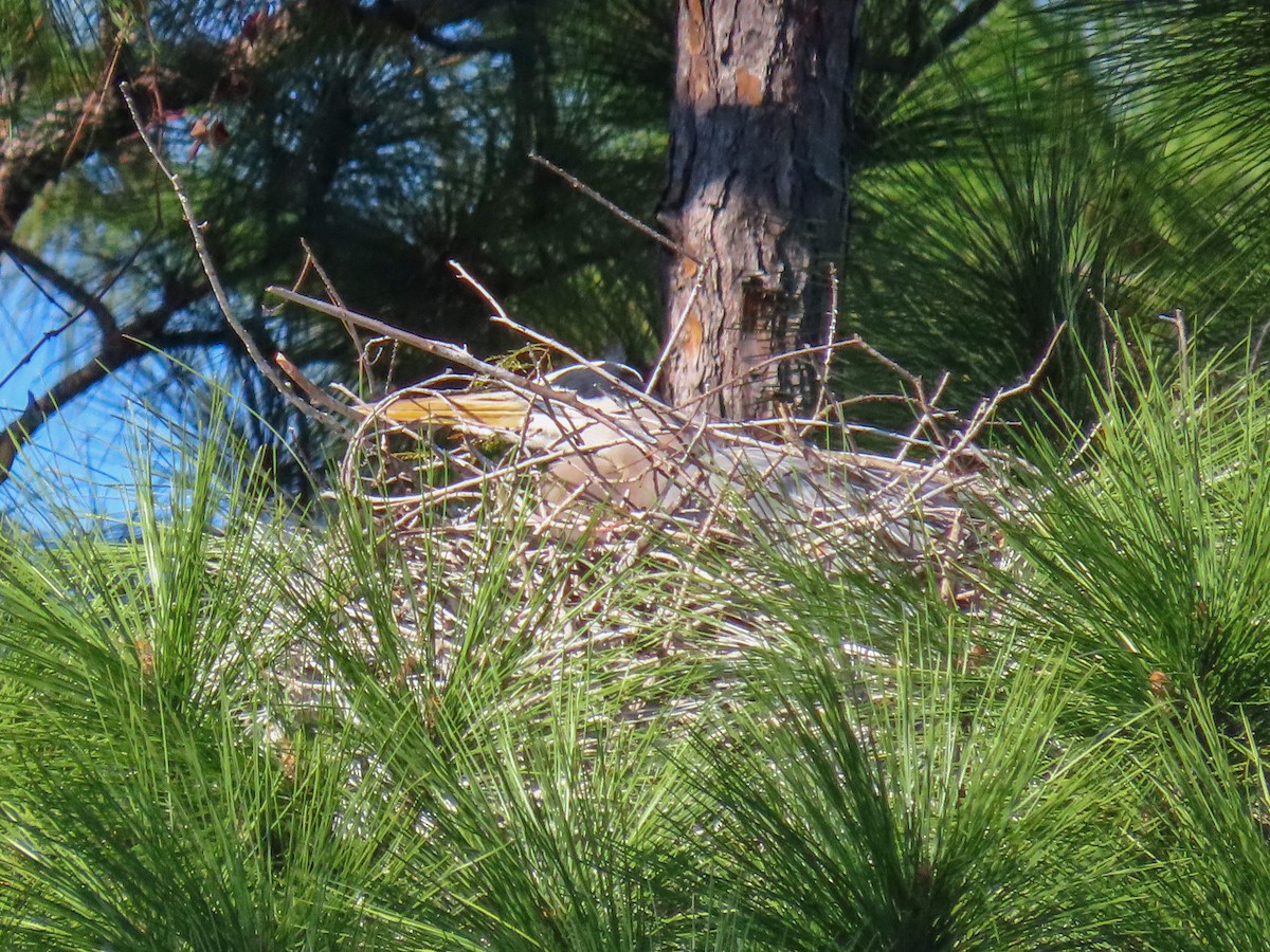 Great Blue Heron - ML647514090