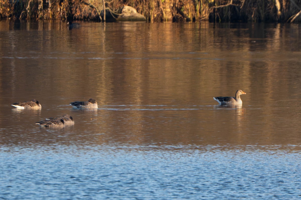 Graylag Goose - ML647514095