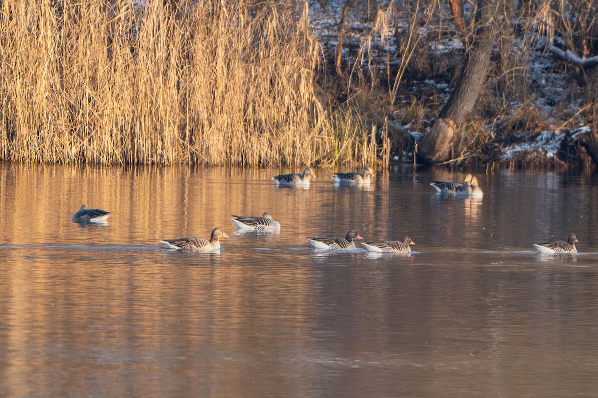 Graylag Goose - ML647514096