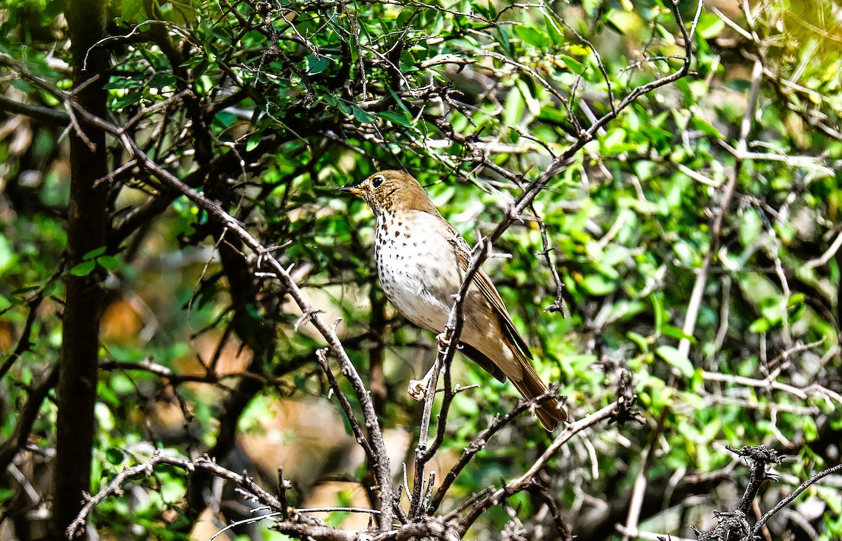 קיכלי חלוד-זנב - ML647514113