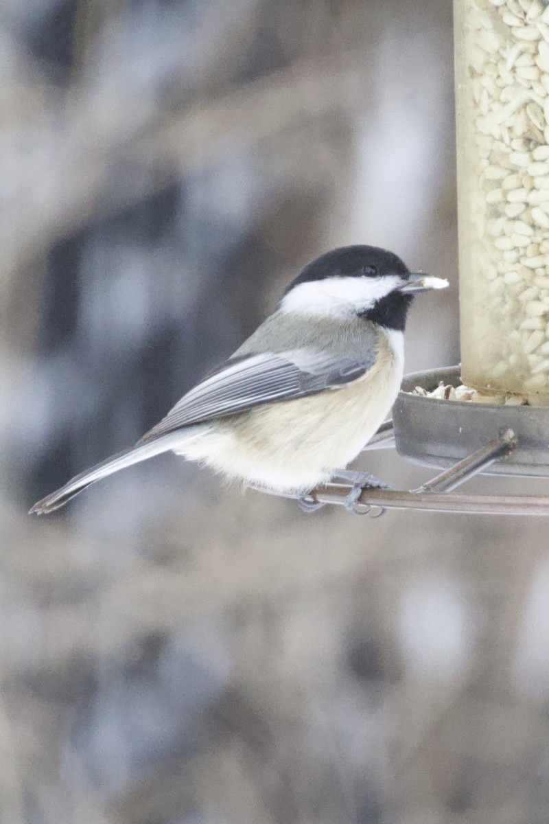 Black-capped Chickadee - ML647514172