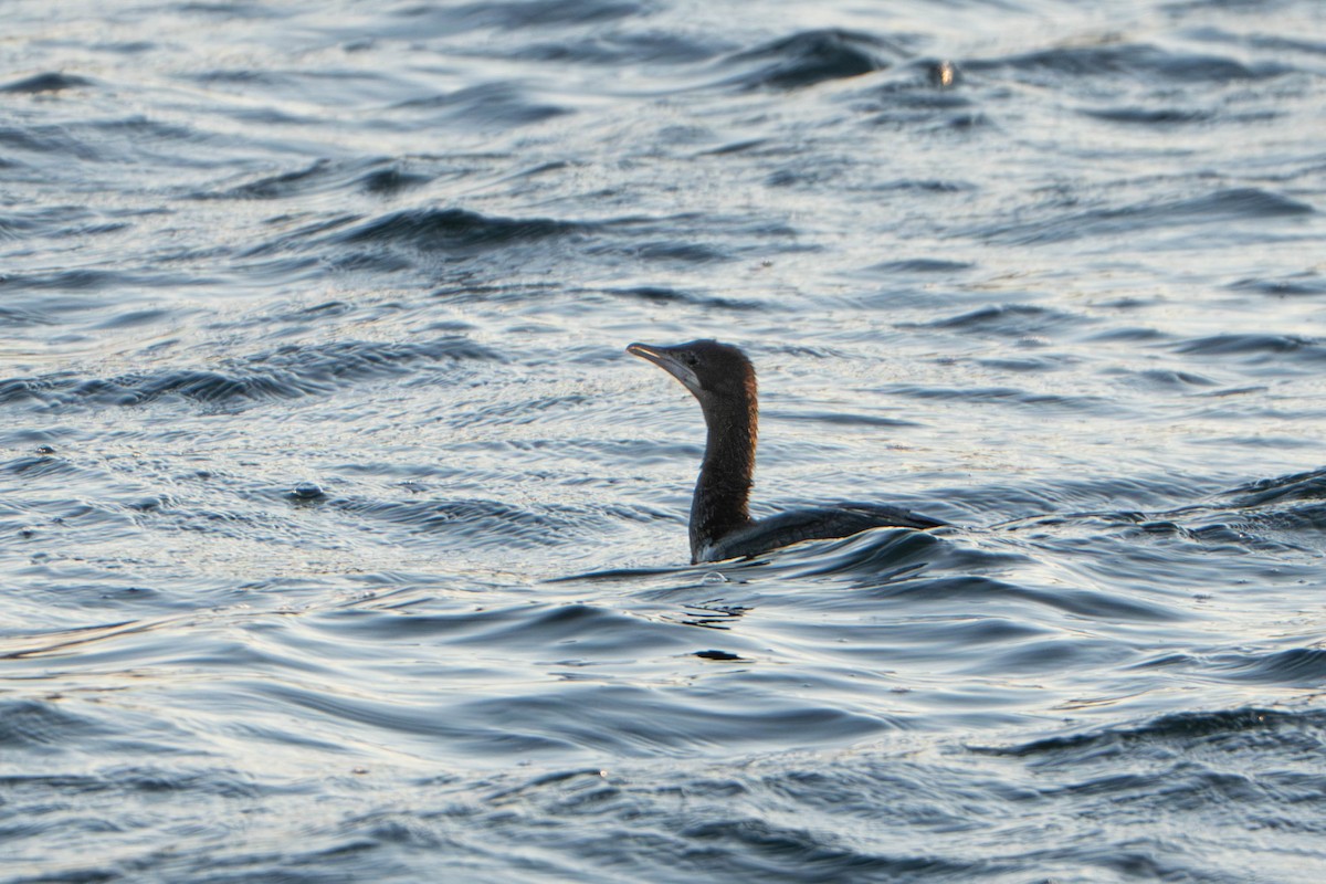 Ubarroi txikia - ML647514182